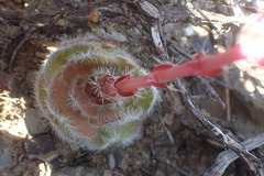 Crassula barbata
