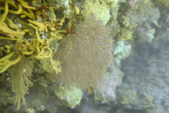 Melithaea zimmeri