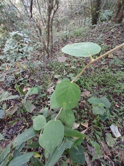 Actinidia eriantha
