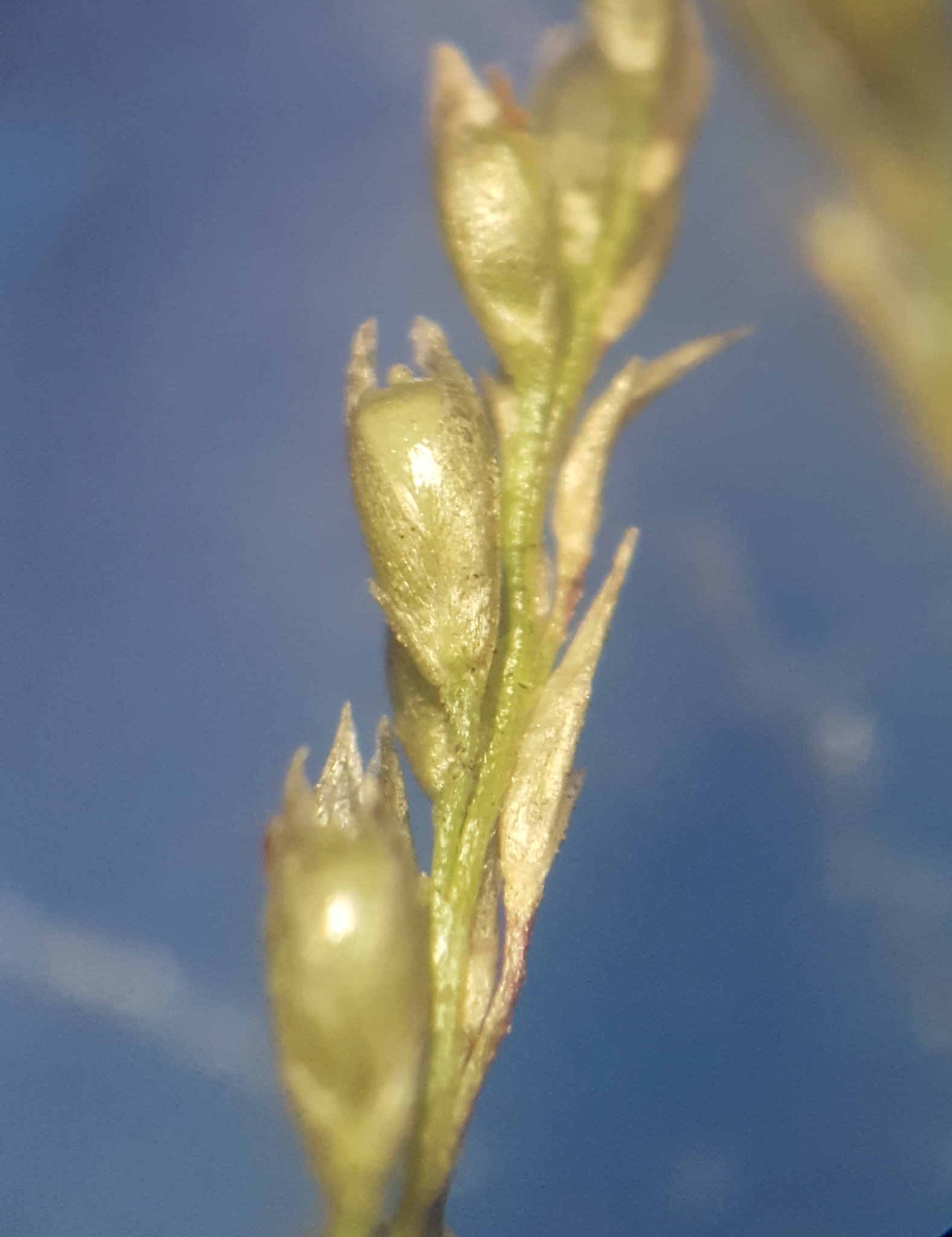 (c) François Rousseu, certains droits réservés (CC BY-NC) https://www.inaturalist.org/observations/97533530