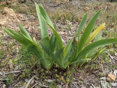 Iris × hybrida