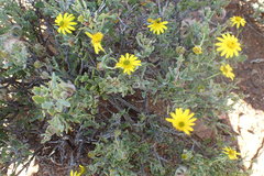 Osteospermum sinuatum
