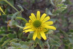 Osteospermum sinuatum