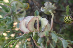 Osteospermum sinuatum