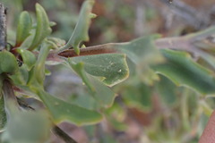 Osteospermum sinuatum
