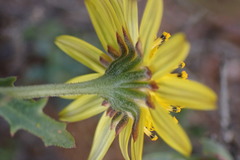 Osteospermum sinuatum