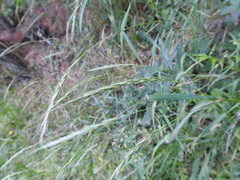 Elymus caninus