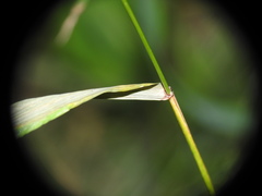 Elymus caninus