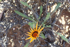 Gazania heterochaeta