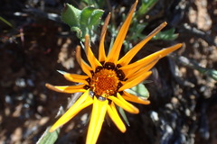 Gazania heterochaeta