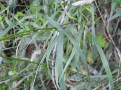 Elymus caninus