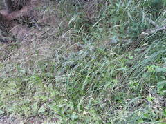Elymus caninus