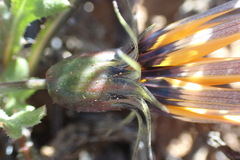 Gazania heterochaeta