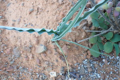 Veltheimia