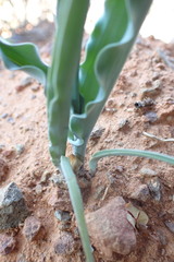 Veltheimia