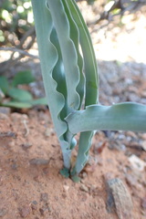 Veltheimia