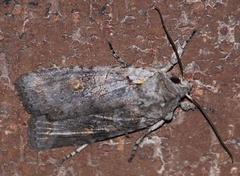 Lithophane antennata