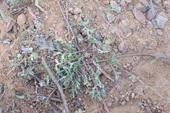 Lepidium desertorum