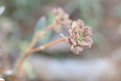 Lepidium desertorum