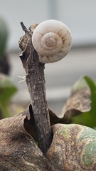 Xeropicta derbentina