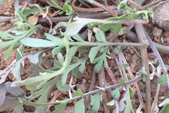 Lepidium desertorum