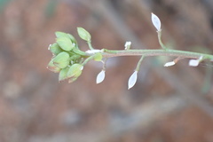 Lepidium desertorum