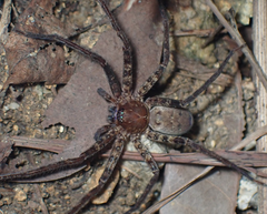 Heteropoda amphora