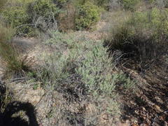 Myrovernix glandulosus