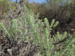 Myrovernix glandulosus