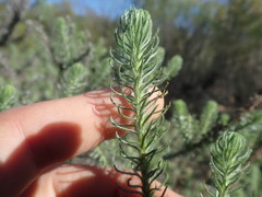 Myrovernix glandulosus