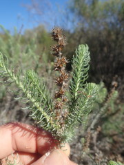 Myrovernix glandulosus