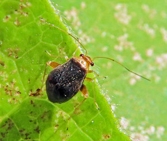 Halticus luteicollis