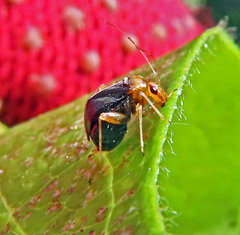 Halticus luteicollis