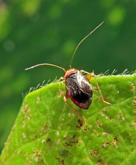 Halticus luteicollis