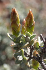 Pteronia bolusii