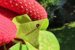 Halticus luteicollis