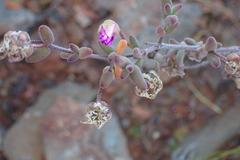 Drosanthemum deciduum