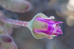 Drosanthemum deciduum