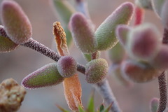 Drosanthemum deciduum