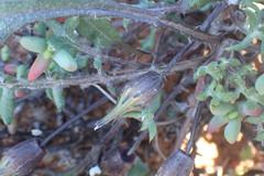 Gazania heterochaeta