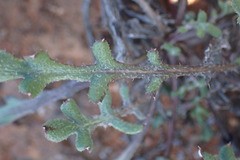 Gazania heterochaeta