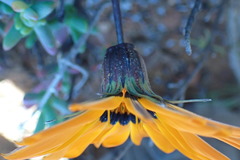 Gazania heterochaeta