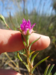 Lampranthus dulcis