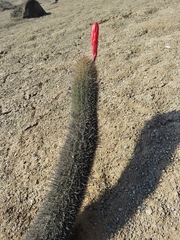 Loxanthocereus acanthurus