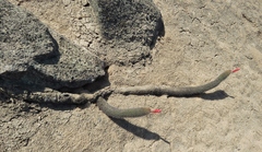 Loxanthocereus acanthurus