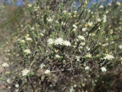 Macrostylis squarrosa