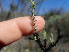 Macrostylis squarrosa