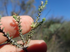 Macrostylis squarrosa