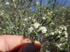 Macrostylis squarrosa