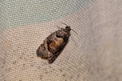 Asthenoptycha hemicryptana